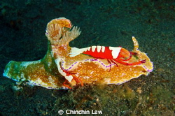 purple-edged ceratosoma with a pair of emperor shrimp@lem... by Chinchin Law 